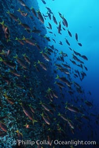 Pacific creolefish, Paranthias colonus, Cousins