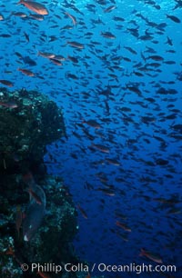 Pacific creolefish, Paranthias colonus, Cousins