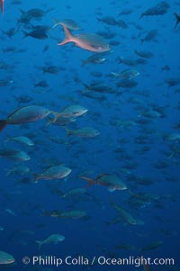 Pacific creolefish. Cousins, Galapagos Islands, Ecuador, Paranthias colonus, natural history stock photograph, photo id 07057