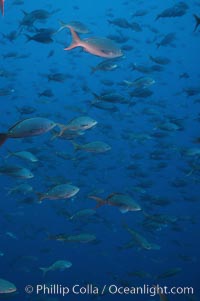 Pacific creolefish, Paranthias colonus, Cousins