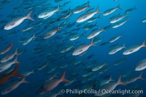 Pacific creolefish form immense schools and are a source of food for predatory fishes. Darwin Island, Galapagos Islands, Ecuador, Paranthias colonus, natural history stock photograph, photo id 16436