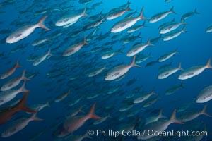 Pacific creolefish form immense schools and are a source of food for predatory fishes, Paranthias colonus, Darwin Island