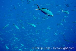 Pacific creolefish form immense schools and are a source of food for predatory fishes, Paranthias colonus, Darwin Island