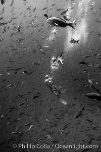 A SCUBA diver is immersed in an enormous school of Pacific creolefish, black and white / grainy, Paranthias colonus, Darwin Island
