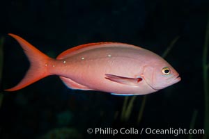 Pacific creolefish, Paranthias colonus