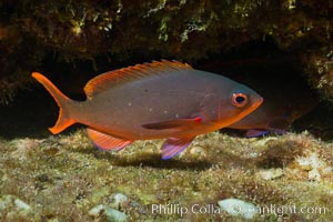 Pacific creolefish, Sea of Cortez, Baja California, Mexico, Paranthias colonus