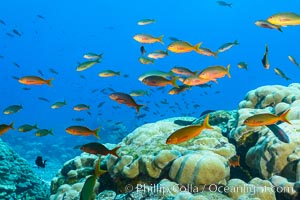 Pacific creolefish over coral reef, Clipperton Island