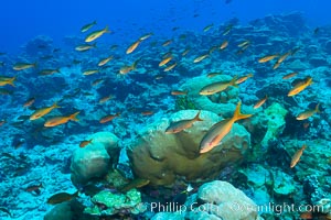 Pacific creolefish over coral reef, Clipperton Island