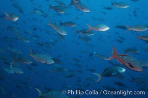 Pacific creolefish, Paranthias colonus, Cousins