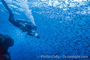 Pacific creolefish, Paranthias colonus, Cousins