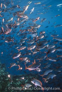 Pacific creolefish, Paranthias colonus, Cousins