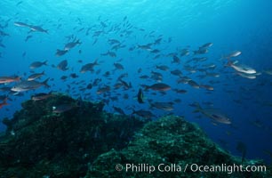 Pacific creolefish, Paranthias colonus, Cousins