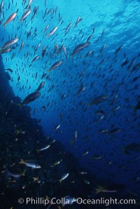 Schooling Pacific Creolefish, Sea of Cortez near La Paz, Paranthias colonus
