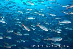 Pacific creolefish form immense schools and are a source of food for predatory fishes, Paranthias colonus, Darwin Island