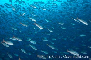 Pacific creolefish form immense schools and are a source of food for predatory fishes, Paranthias colonus, Darwin Island