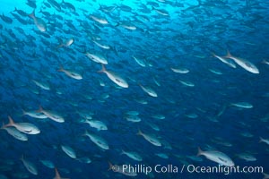 Pacific creolefish form immense schools and are a source of food for predatory fishes, Paranthias colonus, Darwin Island
