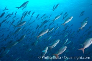 Pacific creolefish form immense schools and are a source of food for predatory fishes, Paranthias colonus, Darwin Island