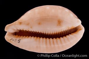 Pacific Deer Cowrie, Cypraea vitellus