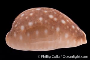 Pacific Deer Cowrie, Cypraea vitellus