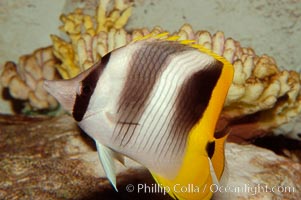 Pacific double-saddle butterflyfish, Chaetodon ulietensis