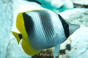 Pacific double-saddle butterflyfish, Chaetodon ulietensis