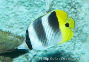 Pacific double-saddle butterflyfish, Chaetodon ulietensis