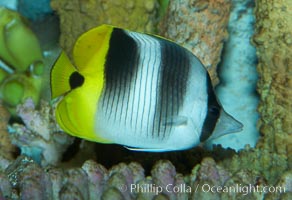 Pacific double-saddle butterflyfish, Chaetodon ulietensis