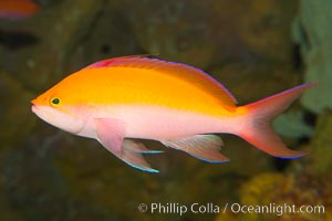 Pacific flame anthias, Pseudanthias dispar