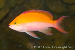 Pacific flame anthias, Pseudanthias dispar