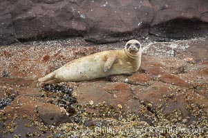 A Pacific harbor seal hauled out on the rocky shore of North Coronado Island, Baja California, Mexico (near San Diego), Phoca vitulina richardsi, Coronado Islands (Islas Coronado)