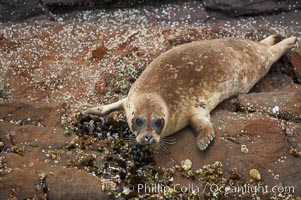 A Pacific harbor seal hauled out on the rocky shore of North Coronado Island, Baja California, Mexico (near San Diego), Phoca vitulina richardsi, Coronado Islands (Islas Coronado)