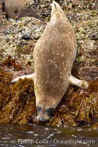 A Pacific harbor seal prepares to enter the ocean from the kelp-covered rocky shore of North Coronado Island, Baja California, Mexico (near San Diego), Phoca vitulina richardsi, Coronado Islands (Islas Coronado)