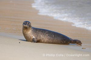 A Pacific harbor seal leaves the surf to haul out on a sandy beach.  This group of harbor seals, which has formed a breeding colony at a small but popular beach near San Diego, is at the center of considerable controversy.  While harbor seals are protected from harassment by the Marine Mammal Protection Act and other legislation, local interests would like to see the seals leave so that people can resume using the beach, Phoca vitulina richardsi, La Jolla, California