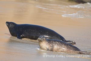 A Pacific harbor seal hauled out on a sandy beach.  This group of harbor seals, which has formed a breeding colony at a small but popular beach near San Diego, is at the center of considerable controversy.  While harbor seals are protected from harassment by the Marine Mammal Protection Act and other legislation, local interests would like to see the seals leave so that people can resume using the beach, Phoca vitulina richardsi, La Jolla, California