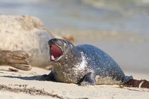 Pacific harbor seal pup, Childrens Pool. La Jolla, California, USA, Phoca vitulina richardsi, natural history stock photograph, photo id 18591
