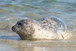 Pacific harbor seal, wounds about neck and face, Childrens Pool, Phoca vitulina richardsi, La Jolla, California