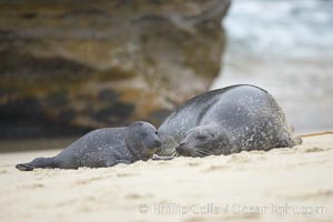 Pacific harbor seal, mother nuzzles her tiny pup, Phoca vitulina richardsi, La Jolla, California