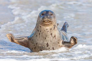 Pacific harbor seal, on sand at the edge of the sea, Phoca vitulina richardsi, La Jolla, California