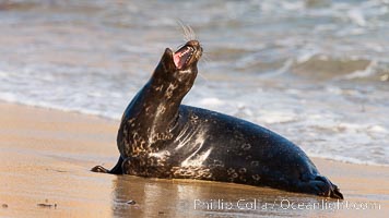 Pacific harbor seal, an sand at the edge of the sea, Phoca vitulina richardsi, La Jolla, California