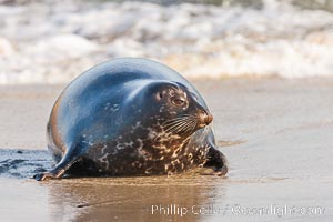 Pacific harbor seal, an sand at the edge of the sea, Phoca vitulina richardsi, La Jolla, California