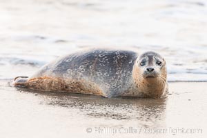 Pacific harbor seal, an sand at the edge of the sea, Phoca vitulina richardsi, La Jolla, California