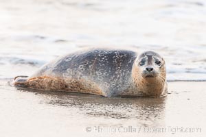 Pacific harbor seal, an sand at the edge of the sea, Phoca vitulina richardsi, La Jolla, California