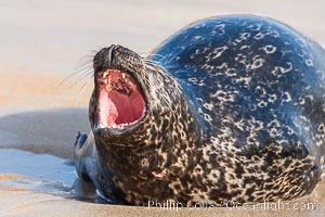 Pacific harbor seal, an sand at the edge of the sea, Phoca vitulina richardsi, La Jolla, California