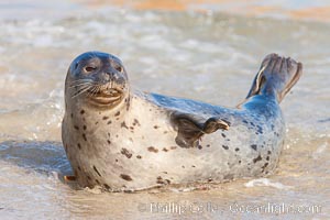 Pacific harbor seal, an sand at the edge of the sea.