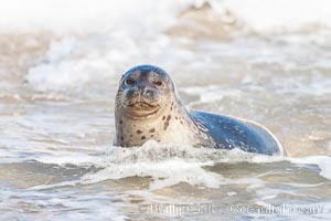 Pacific harbor seal, an sand at the edge of the sea, Phoca vitulina richardsi, La Jolla, California