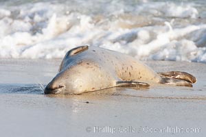 Pacific harbor seal, an sand at the edge of the sea, Phoca vitulina richardsi, La Jolla, California