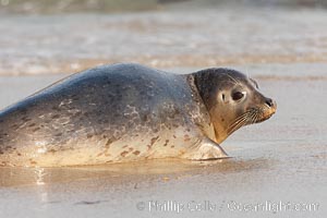 Pacific harbor seal, an sand at the edge of the sea, Phoca vitulina richardsi, La Jolla, California