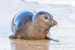 Pacific harbor seal, an sand at the edge of the sea, Phoca vitulina richardsi, La Jolla, California