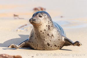 Pacific harbor seal, an sand at the edge of the sea, Phoca vitulina richardsi, La Jolla, California