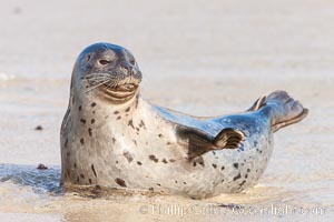 Pacific harbor seal, an sand at the edge of the sea, Phoca vitulina richardsi, La Jolla, California